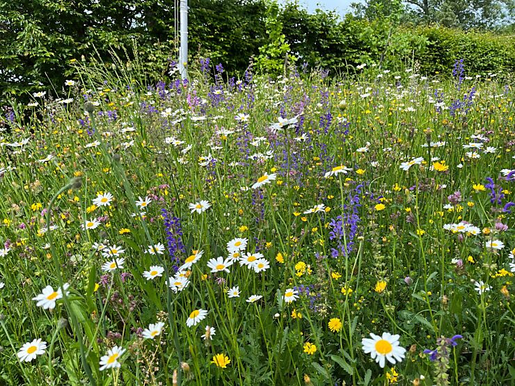 Biodiversität im Garten fördern 