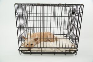 Gesamt-Anzahl der Tierversuche sinkt, brutale Versuche steigen